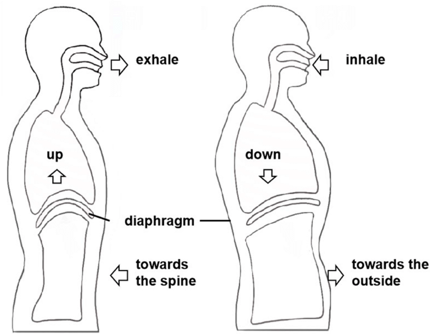The Power of the Diaphragm in Breathing and Relaxation